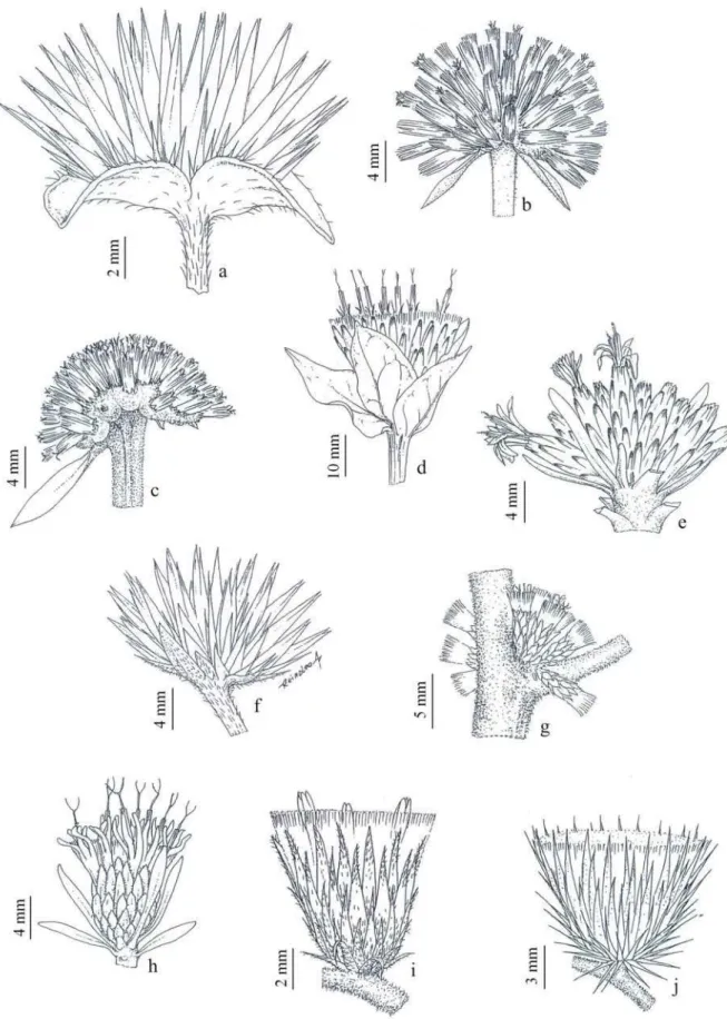 Figura 1 - a-j: morfologia dos capítulos: a. Elephanthopus mollis (Almeida 333); b. Eremanthus incanus 