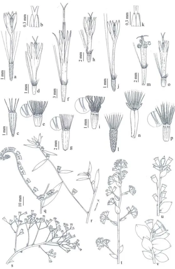 Figura 3 - a-c. Elephantopus mollis – a. flor, b. ápice das anteras, c. cipsela (Almeida 333); d-e