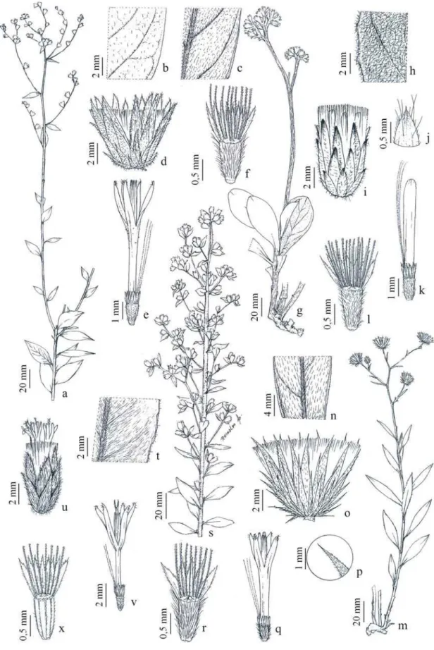 Figura 5 – a-f. Vernonia helophila – a. ramo, b. face adaxial da folha, c. face abaxial da folha, d