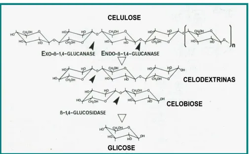 Figura 8 - Enzimas envolvidas na hidrólise da celulose (SUN &amp; CHENG, 2002). 