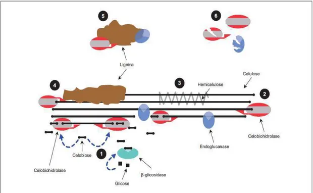Figura  9  -  Visão  simplificada  dos  principais  mecanismos  que  limitam  a  hidrólise  enzimá tica  da  celulose