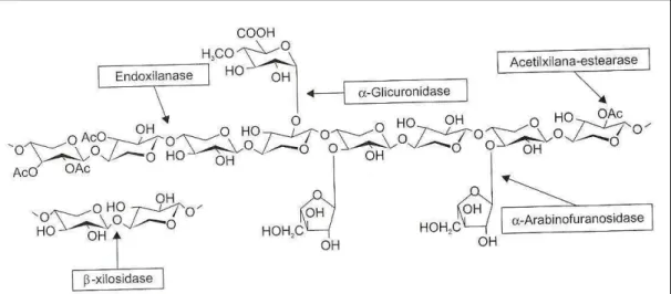 Figura 10 - Enzimas xilanolíticas envolvidas na degradação da xilana   (COLLINS et al, 2005)