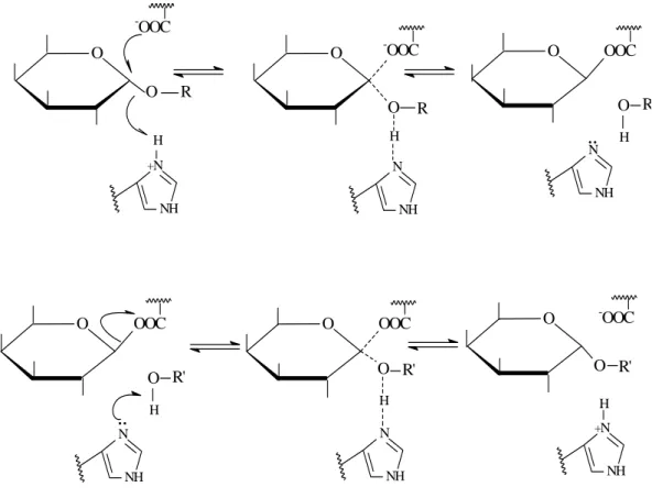 Figura 2 - Mecanismo de ação de duas etapas postulado por Dey (citado por  DEY e PRIDHAM, 1972) para a α-galactosidase de amêndoa doce