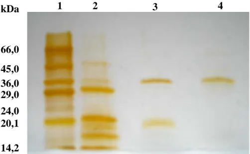 Figura 5  - Eletroforese desnaturante (SDS-PAGE 12,5 %) corado com prata de  amostras da enzima α-galactosidase de sementes germinadas de 