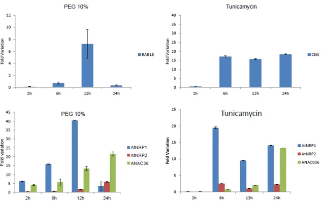 Figure 1. AtNRP1, AtNRP2 and ANAC036 are induced by osmotic and ER stresses.  Total  RNA  was  isolated  from  15  days-old  Arabidopsis  seedlings  that  had  been  treated  with   PEG (10% w/v) or Tunicamycin (2,5  g/mL) for 2h, 6h, 12h and 24h