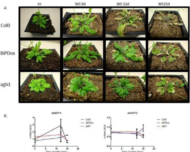 Figure  9.  Loss  of  AGB1  function  confers  tolerance  to  water  deficit  and  impairs  drought-mediated  induction  of  AtNRP1