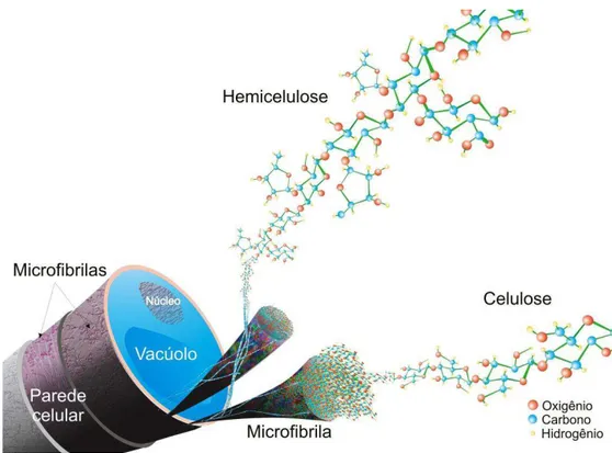 Figura 7. Estrutura recalcitrante da biomassa lignocelulósica.  Fonte: Buckeridge et al., (2010)