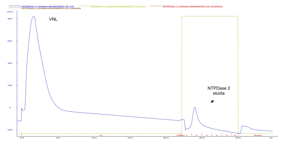 Figura 4- Perfis cromatográficos da purificação da rNTPDase2 de L. infantum  a partir de CIs solubilizados e purificados do extrato de E
