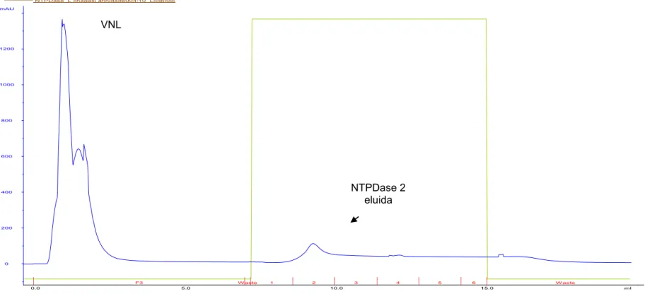 Figura 4- Perfis cromatográficos da purificação da rNTPDase2 de L. infantum  a partir de CIs solubilizados e purificados do extrato de E