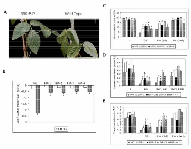 Figure  2.  Elevated  levels  of  BiP  are  positively  correlated  with  drought  tolerance  to  soybean plants under a restricted water regime