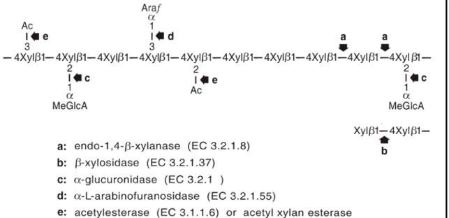 Figura 2: Pontos de atuação de diversas enzimas para hidrólise da xilana [15] 