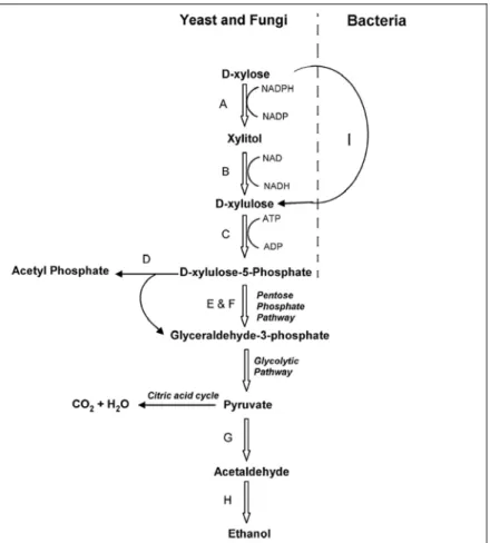 Figura 5: Esquema do metabolismo de xylose. (A) Xilose redutase; (B) xilitol  desidrogenase; (C) xilulocinase; (D) fosfocetolase; (E) transaldolase; (F) transcetolase;  (G) piruvato decarboxilase; (H) alcool desidrogenase e (I) xilose isomerase [54]