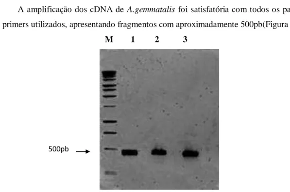 Figura  2:  Análise  eletroforética  em  gel  de  agarose  1,0  %  dos  fragmentos  de  cDNA  gerados  da  amplificação  com  os  pares  de  primers  (Tabela  1):  P1  e  P2(1);  DMTF  e  DMTR  (2);  DMTF  e  SerPR  (3)