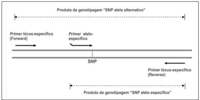Figura 5. Ilustranda a posição e orientação dos primers de PCR do ensaio de marcador TSPCR 