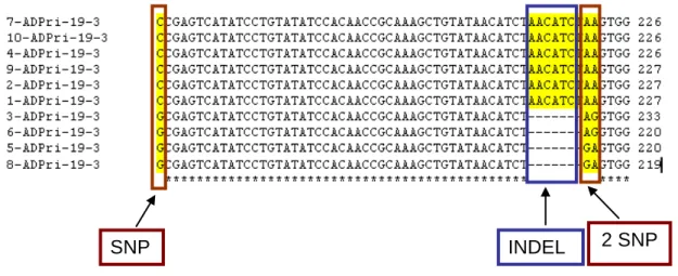 Figura 2. Alinhamento das sequencias utilizando programa ClustalW.  Mostrando  a 