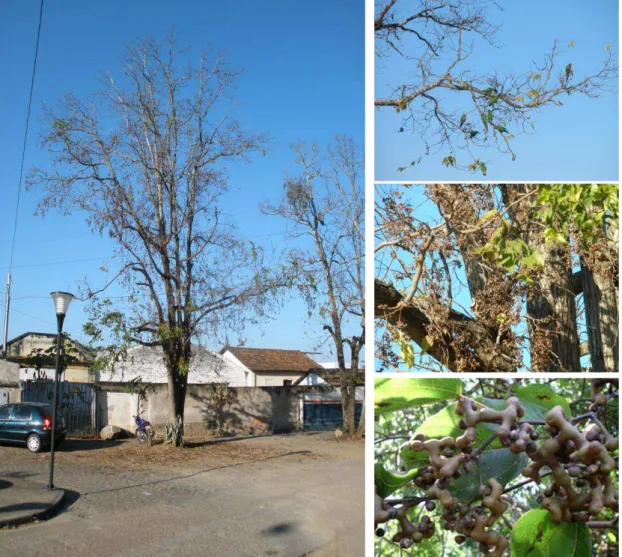 FIGURA 3: Árvores de Hovenia dulcis usadas para coleta dos pedúnculos  frutíferos, frutos e sementes