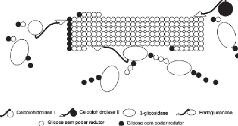 Figura 1.3 – Sinergia das enzimas envolvidas na hidrólise da celulose (CASTRO 