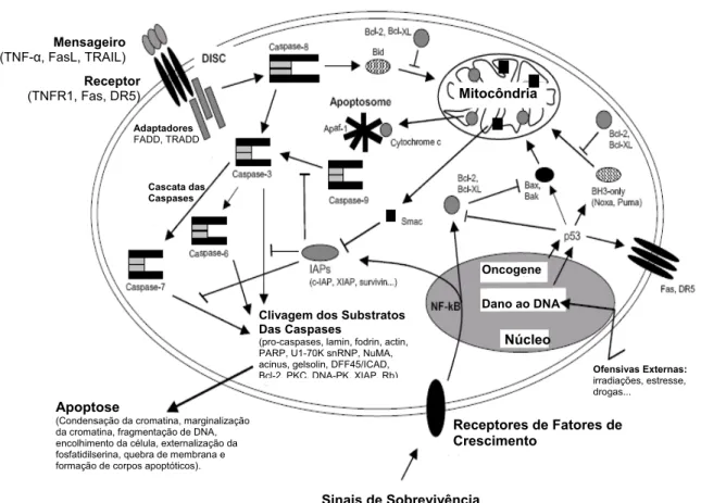 Figura 8: Esquema representando a sinalização completa da sequencia de eventos da apoptose (Adaptado  de ANDREAS, 2006)