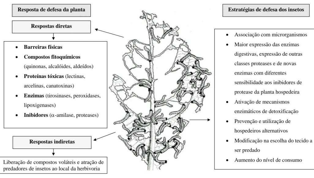 Figura 1 - Interação inseto-planta. Respostas de defesa da planta à herbivoria e estratégias de defesa dos insetos