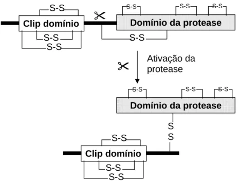 Figura 2 - Organização do clip domínio de proteases de artrópodes. As proteases contêm um clip  domínio amino-terminal (em alguns casos dois, em tandem), seguido por uma região de  ligação, de comprimento variável, e na região carboxi-terminal, o domínio t