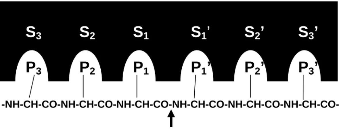 Figura 3 - Nomenclatura de Schecter &amp; Berger para a ligação de um substrato a uma enzima
