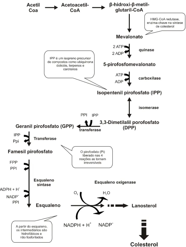 Figura 1 – Síntese  de colesterol. Após a ação da hidrometilglutaril (HMG) CoA  redutase, o HMG é transformado em mevalonato – primeiro  passo comprometido com a síntese de colesterol