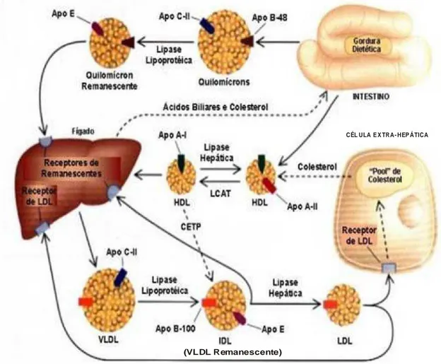 Figura 2 – Metabolismo  de  lipoproteínas. O metabolismo das lipoproteínas  está mostrado por linhas sólidas, e o transporte de colesterol,  quando não contido nas lipoproteínas, está indicado por linhas  pontilhadas