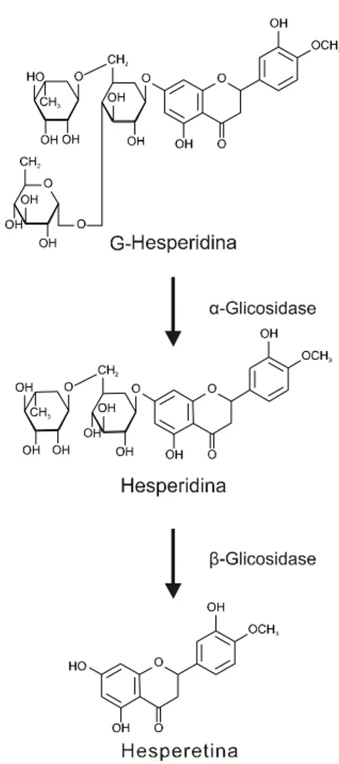 Figura 3 – Hidrólise enzimática da G-hesperidina a hesperetina. 