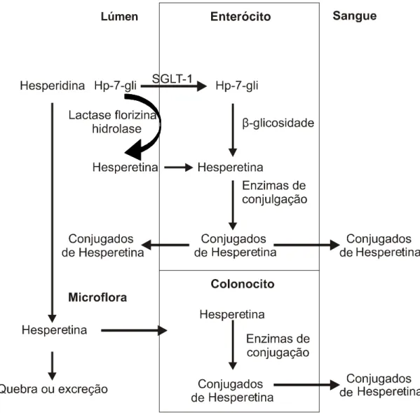 Figura 5 – Possível via da absorção de hesperidina e hesperidina-7-glicosídeo,  mostrando a mudança proposta no sítio de absorção da  hesperidina do cólon ao intestino delgado
