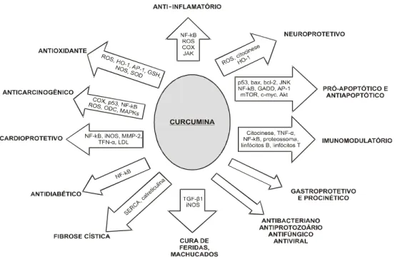 Figura 9 – Propriedades biológicas da curcumina. 