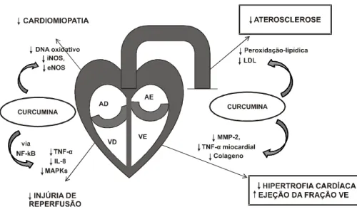 Figura 11 – Representação  gráfica  do  potencial da curcumina na proteção  cardiovascular (AD = átrio direito; VD = ventrículo direito; AE =  átrio esquerdo; VE = ventrículo esquerdo; IL = interleucina;  MAPK = proteína quinase mitogênica ativada; MMP = m