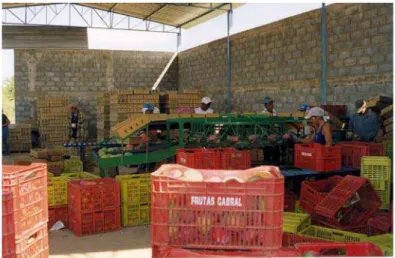 Figura 3  –  Local de coleta no galpão de embalagem e distribuição de mangas.  Janaúba-MG