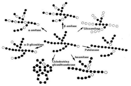 Figura 1. Classes de enzimas amilolíticas e respectivos mecanismos de ação sobre a molécula  de amido (PRETORIUS et al., 1991)