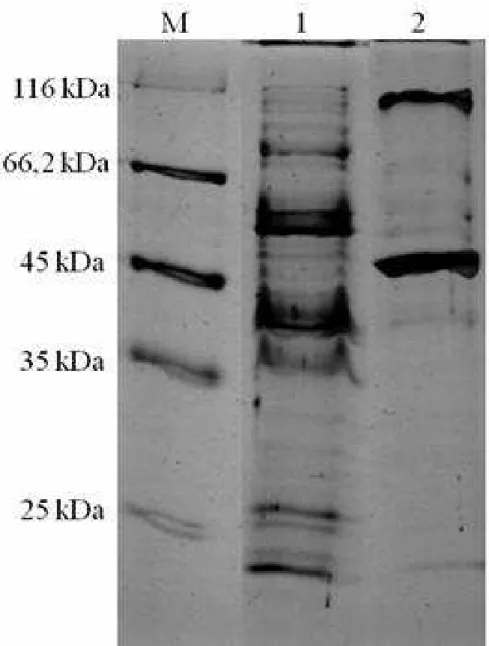 Figura 1. Eletroforese em gel de poliacrilamida com (M) marcador molecular e os meios: (1)  extrato levedura e ração do Cryptococcus flavus e (2) proteína de soja e amido do  Aspergillus niger HM2003
