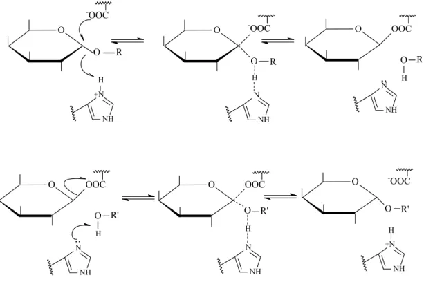 Figura 2 – Mecanismo de ação de duas etapas postulado por Dey (citado por  DEY &amp; PRIDHAM, 1972) para a α-galactosidase de amêndoa doce