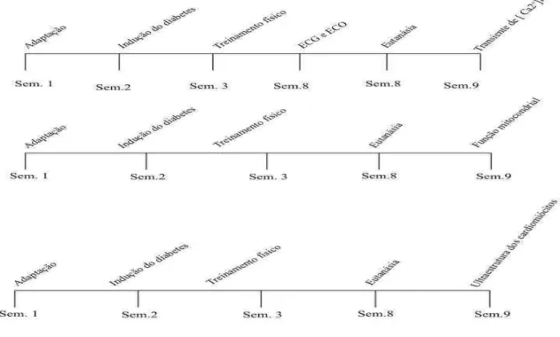 Figura 1 .  Cronologia dos procedimentos  experimentais  realizados nos experimentos  1, 2 e 3