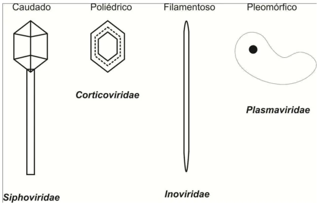 Figura  5  Morfologias  encontradas  entre  os  diferentes  bacteriófagos.  São  apresentados  fagos  com  genoma  composto  por  DNA  de  dupla  fita  (famílias  Siphoviridae  e  Corticoviridae),  DNA  de  fita  simples  família  (Inoviridae) e RNA de fit