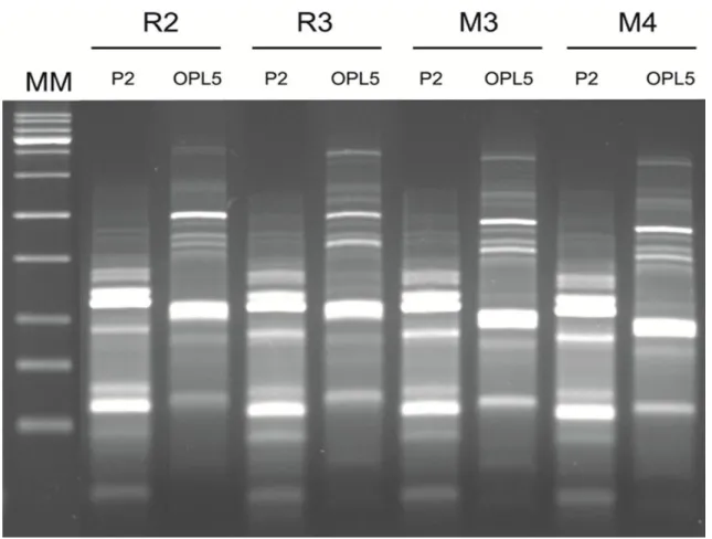 Figura 12Tipagem por RAPD dos fagos isolados, utilizando os primers OPL5 e P2. Padrão de amplificação para os  isolados a partir do lodo ativado