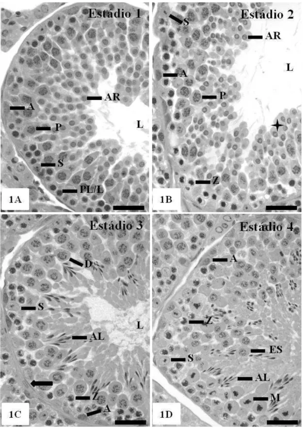 Figura 1. Secções histológicas de túbulos seminíferos representando os estádios de 1 a 4  do  CES  de  Oxymycterus  nasutus:  célula  de  Sertoli  (S);  espermatogônia  do  tipo  A  (A);  espermatócito  em  transição  preleptóteno/leptóteno  (PL/L);  esper