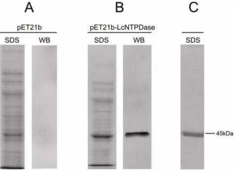 Figure 3- Analyses of expression and purification of rLicNTPDase-2. (A) Protein  extract from E