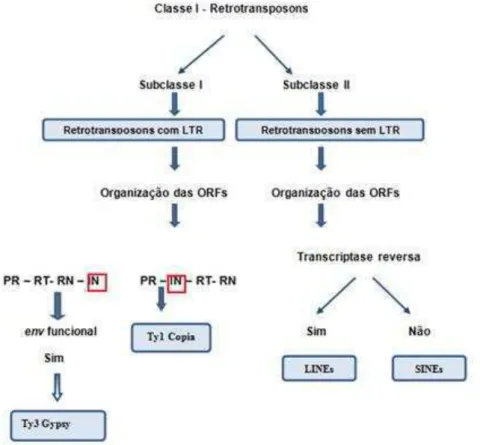 Figura 3. Classificação geral dos elementos transponíveis da classe I: PR  = gene da protease, RT = transcriptase reversa, RN = gene da  ribonuclease, IN = gene da integrase, env = gene do envoltório,  LTRs  =  sequências  terminais  longas  (REGNER  e  LO