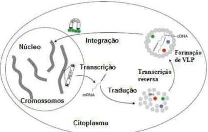 Figura 4. Ciclo de transposição: LTR retrotransposons. IN, integrase; PR,  protease;  RT,  reverse  transcriptase;  VLP,  partículas  semelhantes  aos  encontrados  em  vírus  (HAVECKER  et  al.,  2004) 