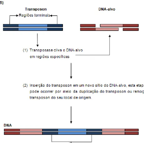 Figura  5.  Esquema  representando  os  mecanismos  de  transposição  dos  transposons  no  DNA:  A)  elementos  transponíveis  da  classe  I,  os retrotransposons e B) elementos transponíveis da classe II,  os transposons