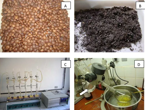 Figura 3: Etapas do processo de extração do óleo das sementes de Plukenetia  volubilis
