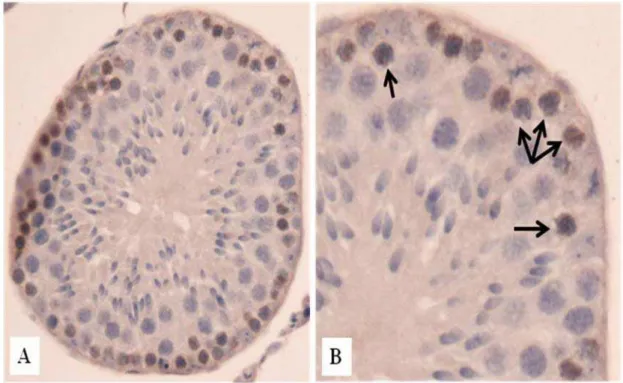 Tabela 2. População celular corrigida por secção transversal de túbulo, no estádio 1 do  ciclo do epitélio seminífero de Oligoryzomys nigripes