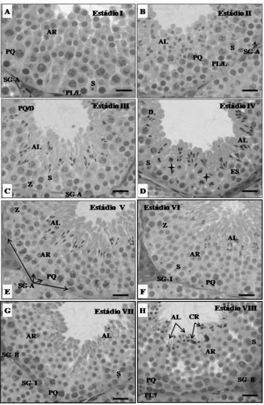 Figura 1. Estádios I a VIII de (A a H) do CES em A. cursor e suas respectivas figuras  celulares: espermatogônia Tipo-A (SGA); Espermatogônia intermediária (SGI);  Espermatogônia Tipo-B (SGB);   preleptóteno /leptóteno (PL/L), preleptóteno (PL),  leptóteno