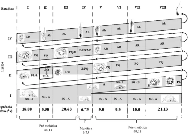 Figura 2. Diagrama do processo de espermatogênico de A.cursor, onde cada linha  corresponde a uma geração de células e cada coluna corresponde a um dos 8 estádios  do CES