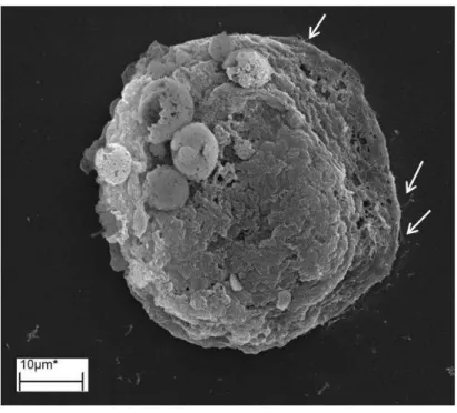 Figura 01- Eletromicrografia de varredura de Urócitos de  Melipona quadrifasciata. Urócito  em cultivo  primário  em  meio  LHB  pelo  período  de  48  horas