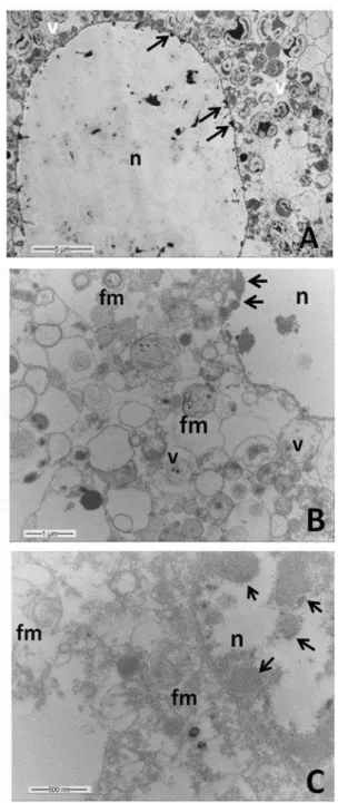Figura 10-  A. Urócitos cultivados em meio LHB  por 24 horas. Núcleo (n), setas indicam o início da formação de nódulos periféricos de condensação de  cromatina,  citosol  exibindo  vesículas  (v)  diversas,  menores  que  5  µm,  delimitadas  por  membran