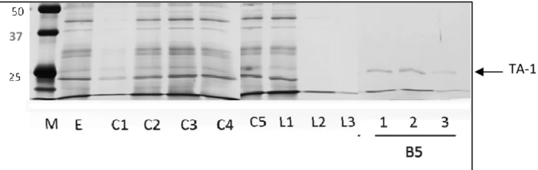 Figura 5: SDS-PAGE da tripsina de adulto (TA-1) purificada. Extrato bruto (E),  proteínas não retidas (C), Frações dos lavados (L), tripsina purificada correspondente  a eluição com 5 benzamidina mM (B-5) e marcador de peso molecular (M)